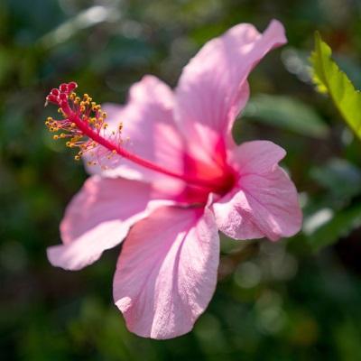 Blume